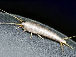 Silverfish are common household pests that usually infest wooden cabinets or wardrobes. Effective Measures To Kill Silverfish Bugs
