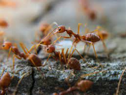 Advantage pest control of florida llc. Natural Organic Outdoor Pest Control Service St Pete Fl