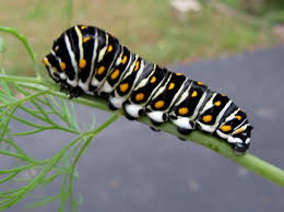 Maybe you would like to learn more about one of these? Black Swallowtail Caterpillar Second Instar Papilio Polyxenes Bugguide Net