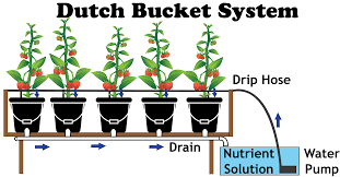 A young seedling is placed onto a raft, similar to a standard hydroponic raft (dwc) system. The Dutch Bucket Hydroponic System Nosoilsolutions