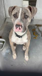 Time is ticking for Conner, a sweet misunderstood dog whose life will be  cut short unless a rescue group intervenes. His shelter notes don’t define  him