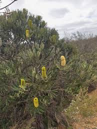 Image result for Banksia attenuata