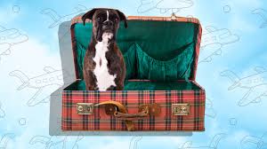 The aspenport pet porter kennel is another great option, this time being a bit pricier than the sky kennel. 8 Airlines That Allow Pets In Cabin When You Fly Dogs Cats More Sheknows