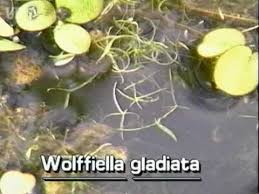 Image result for Wolffiella welwitschii