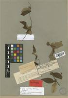 Image result for Sabicea venosa