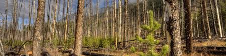 Other properties affected can be found here. Forest Fires And Climate Change Climate Atlas Of Canada