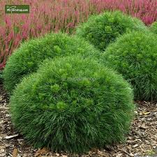 Pinus Mugo Varella Landscaping Plants Garden Shrubs Front Yard Plants