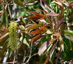 Image result for Faurea rochetiana