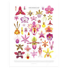 Image result for Orchidaceae