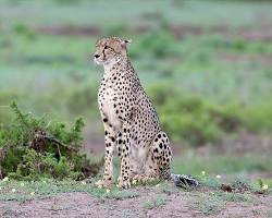 Cheetah in Ngorongoro Crater