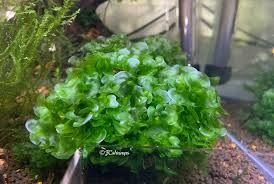 Image result for Lomariopsis rossii