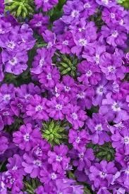 Image result for foto verbena