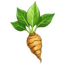 Image result for Maranta arundinacea