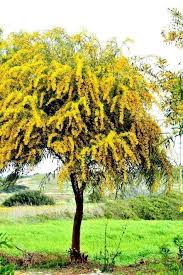 Image result for Acacia dealbata