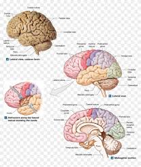 Midsagittal view of brain labelled. The Cerebrum Contains Motor Sensory And Association Well Labeled Human Brain Clipart 4446962 Pikpng