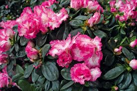 Outdoor plants offer a quick and easy way to transform your garden, yard, patio, or windowsill into a relaxing zone of greenery and colour. Ten Ways To Sell More Indoor Plants Horticulture Week