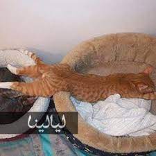 صور قطط مضحكة تنام في أماكن غير متوقعة على الإطلاق cat sleeping cat sleeping positions cats and kittens