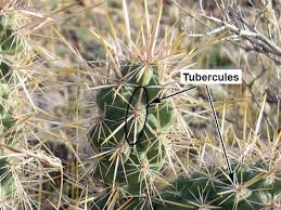 Amazon's choice for cholla cactus. Vegetation Around Las Vegas Silver Cholla Cylindropuntia Echinocarpa