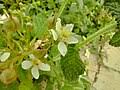 Image result for Rubus kirungensis