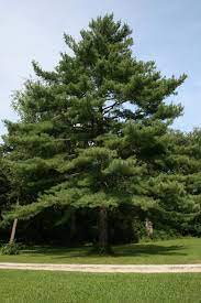 Check spelling or type a new query. Eastern White Pine The Morton Arboretum