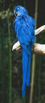 About Wild Animals Picture Of A Blue Parrot Parrot Animal Wallpaper Animals