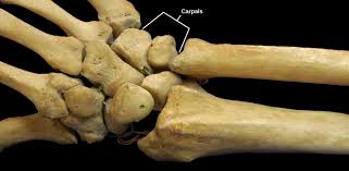 They are found at : Types Of Synovial Joints Biology For Majors Ii