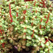 Image result for Portulacaria