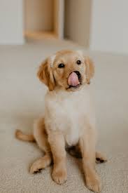 Best 500 Golden Retriever Puppy Pictures Download Free Images On Unsplash
