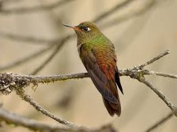 Image result for Heteropogon