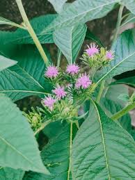 Image result for Vernonia anthelmintica