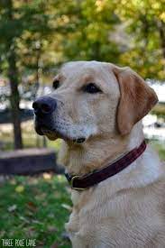 Annie akc chocolate labrador retriever puppies akc labrador retriever yellow www.millerlabradors. Pin On Best Friends