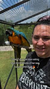 If you had told me last year that I would be living with not 1, not 2, but  3 macaws in 2025, I would have thought you were crazy. Now I can’t imagine  it any other way. My heart is full 💚 If you would ...