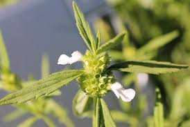 Image result for Leucas