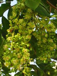 Image result for Cupaniopsis