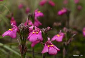 Image result for Craterostigma newtonii