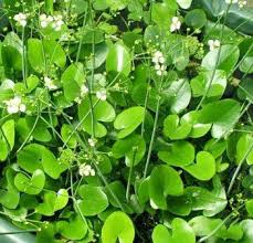 Image result for Caldesia parnassifolia
