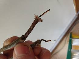 Find up to four asbestos testing pros. What Are These Cloth Covered Wires Home Improvement Stack Exchange