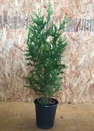 Each species has its own growth rate, but some grow a full 3 feet (1 m.) or more each year and achieve soaring. Green Giant Arborvitae Trees Shop With Plantsbymail Com