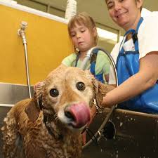 Tired of dirtying up your house and bathroom every time you try to clean your pet? Wag N Wash Local Pet Stores Natural Pet Food Grooming Self Wash