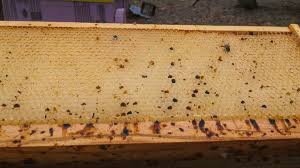 You'll find mounds of dead bees outside the hive, with a similar gruesome scene inside. Honey Bee Dysentery And Water Honey Bee Suite