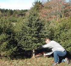 Maybe you would like to learn more about one of these? Where To Buy Christmas Trees On Cape Cod Kinlin Grover Real Estate