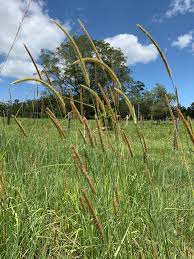 Image result for Setaria sphacelata