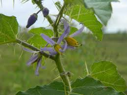 Image result for Solanum viarum