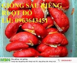 Lúc đầu băn khoăn liệu có phải quả do người việt mình trồng hay không, tìm hiểu mới biết là hàng nhập khẩu từ malaysia, anh thái (hoàng cầu, hà nội) cho biết. Cung Cáº¥p Cay Giá»'ng Sáº§u Rieng Ruá»™t Ä'á» Cay Giá»'ng Sáº§u Rieng Ruá»™t Ä'á» Nháº­p Kháº©u Malaysia Chuáº©n Uy Tin Cháº¥t LÆ°á»£ng Má»›i 100 Gia 350 000Ä' Gá»i 0963 643 451 Huyá»‡n Gia