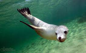 Sea Lion Wallpaper 1 2560 X 1600 Imgnooz Com Baby Sea Lion Sea Lion Marine Animals