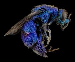 Many, notably the cuckoo wasps, are kleptoparasites. Free Images Flower Fly Fauna Invertebrate Close Up Wings Mounted Macro Photography Cuckoo Wasp Honey Bee Metallic Blue Chrysidid Wasp Membrane Winged Insect 2000x1645 623329 Free Stock Photos Pxhere