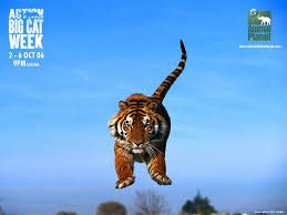 Animal Planet Wallpapers Animal Planet Planets Wallpaper Animals