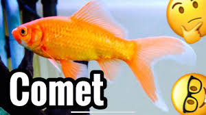 Actually, they naturally never stop growing. Comet Goldfish Tank Care Growth Common Youtube