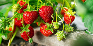 16 how to grow strawberry plants outdoors. The Beginner S Guide To Strawberry Plant Care In North Dakota Plant Perfect