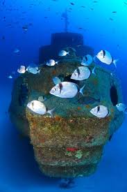 Diving Gozo Colours Of Gozo With St Andrews Divers Cove Maltese Islands Malta Gozo Diving